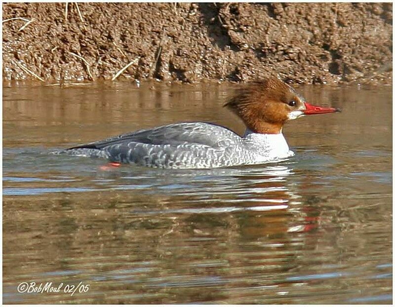 Common Merganser