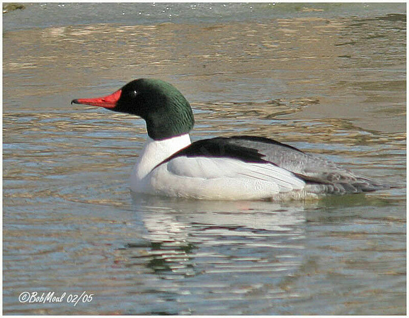 Common Merganser