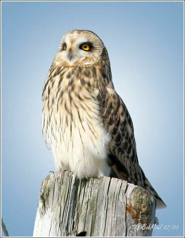 Hibou des marais