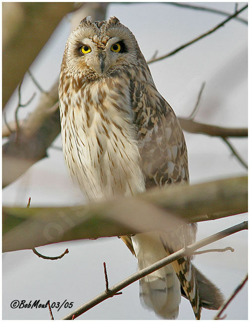 Hibou des marais