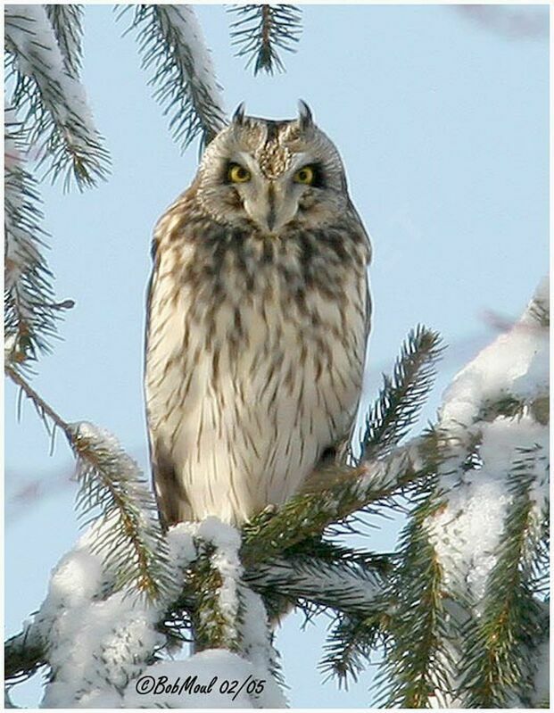 Hibou des marais