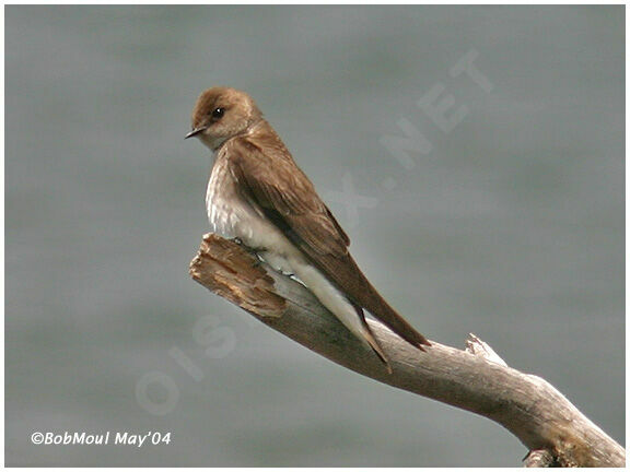 Hirondelle à ailes hérissées