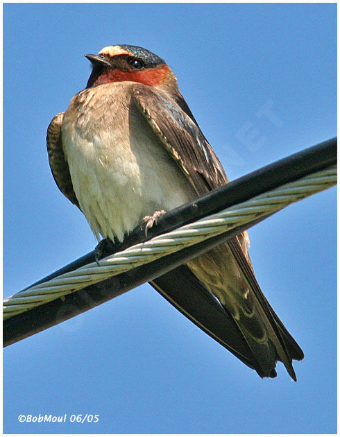 American Cliff Swallow