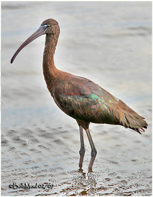 Ibis falcinelle