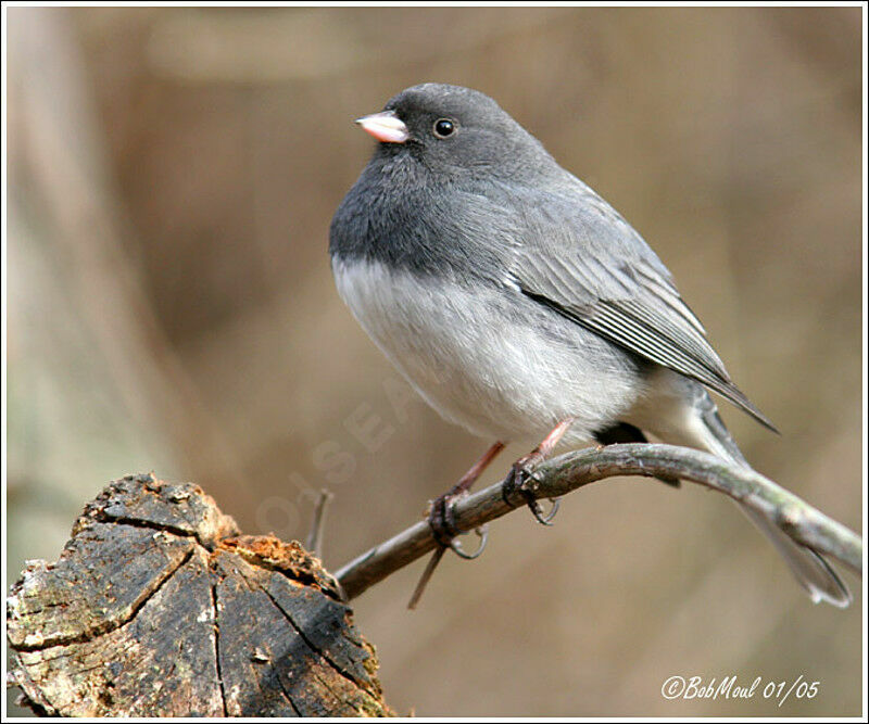 Dark-eyed Junco