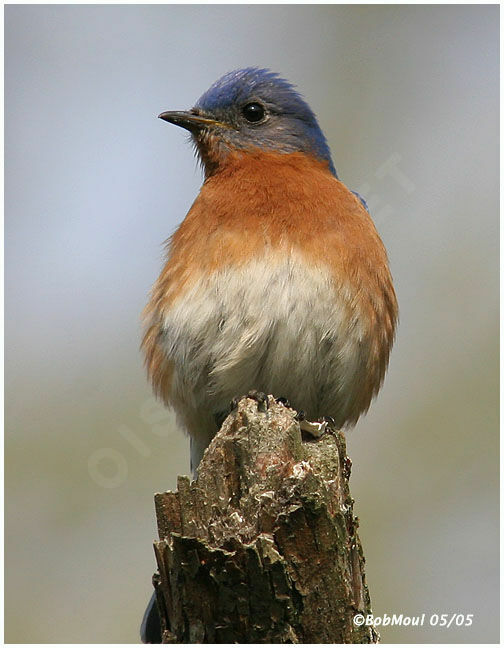 Eastern Bluebird