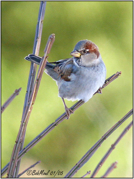 House Sparrow