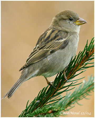 House Sparrow female adult post breeding