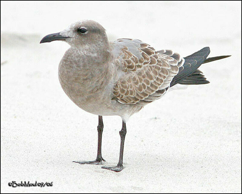 Mouette atricille1ère année