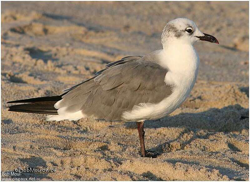 Mouette atricille2ème année, identification