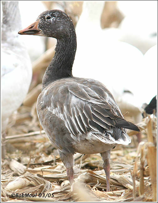 Snow Goose