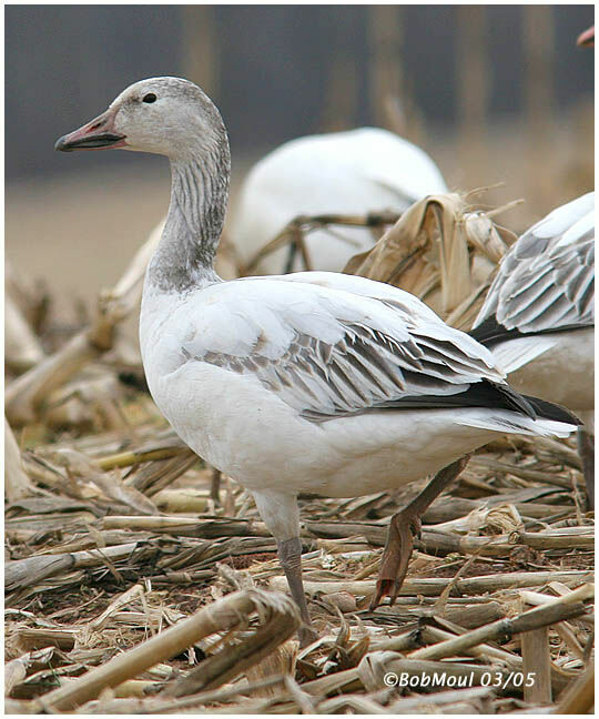 Snow Goose