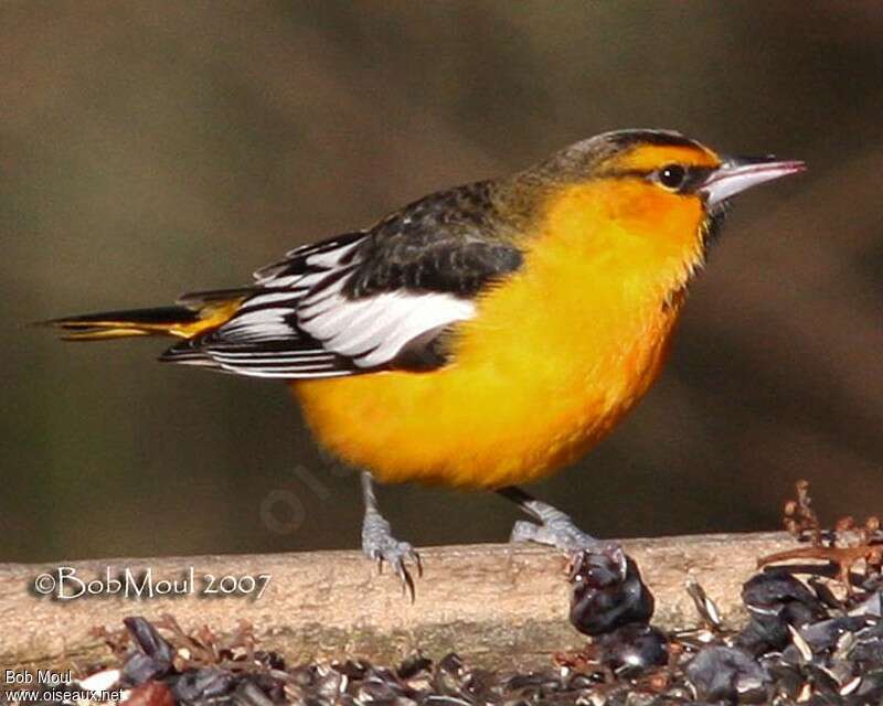 Oriole à ailes blanches mâle adulte