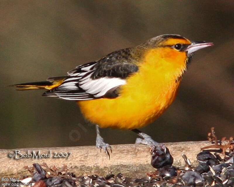 Oriole de Bullock
