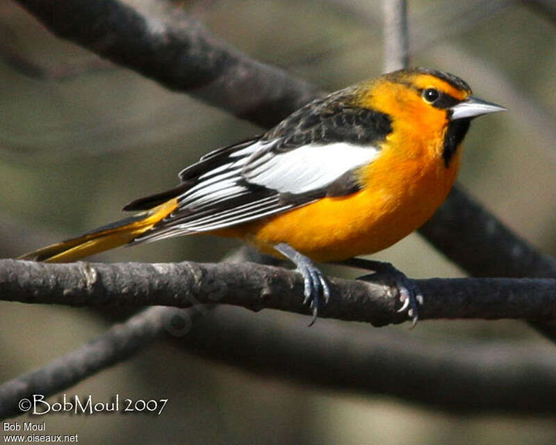 Oriole de Bullock