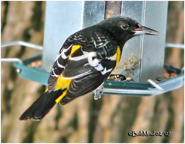 Scott's Oriole male adult breeding, aspect