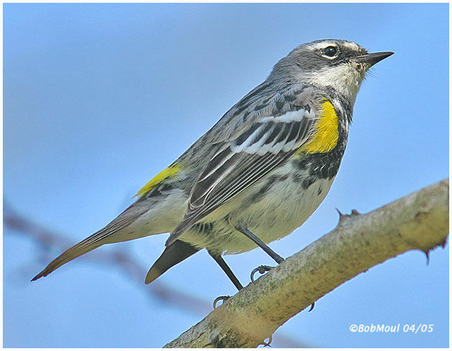 Myrtle Warbler