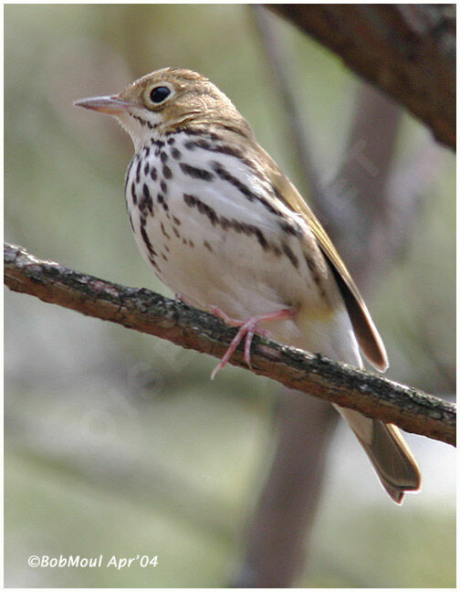 Paruline couronnée