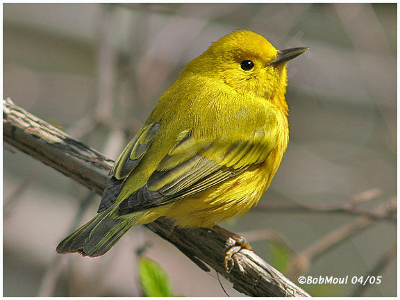 Mangrove Warbler