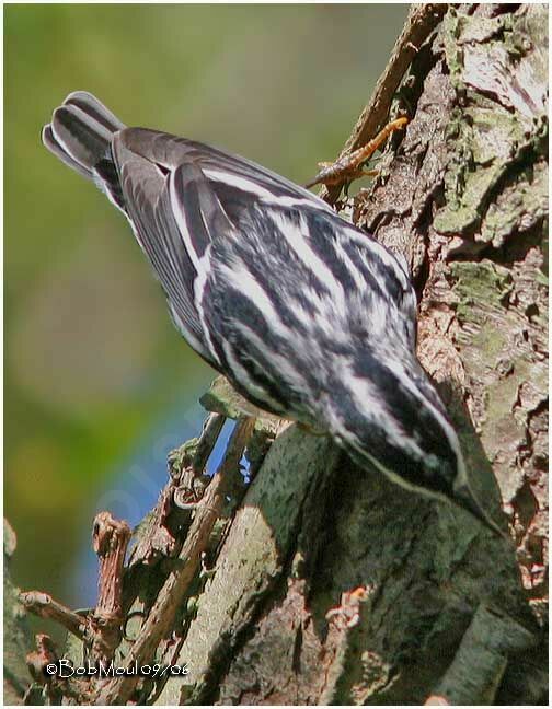 Black-and-white Warbler