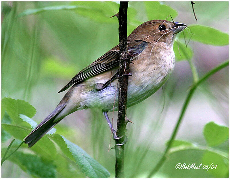 Indigo Bunting