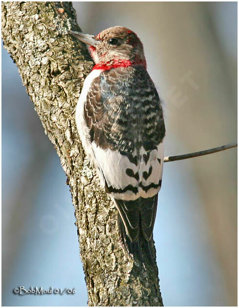 Red-headed Woodpecker