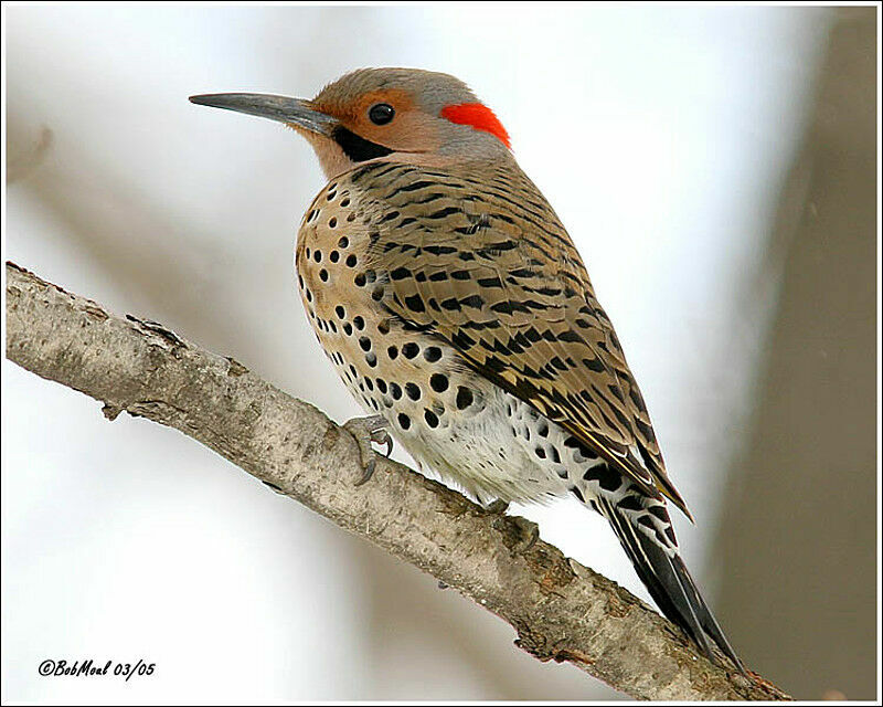 Northern Flicker