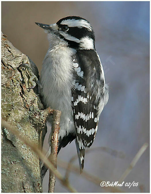 Downy Woodpecker