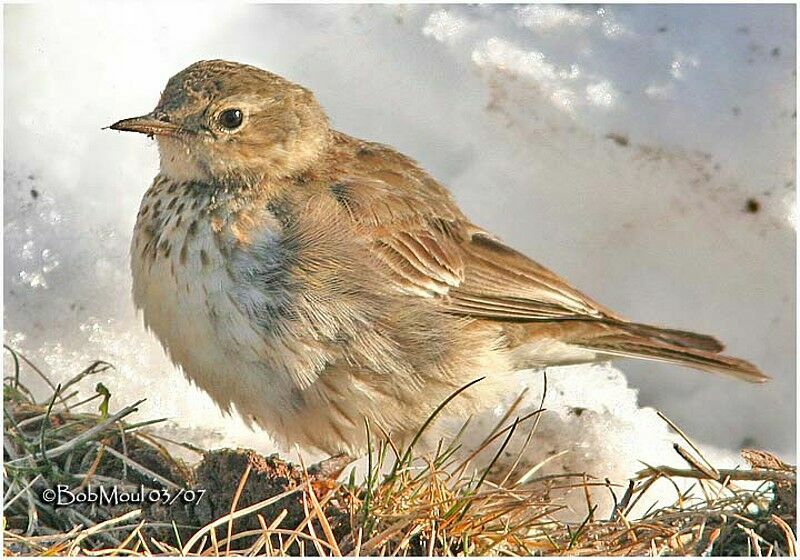 American Pipit