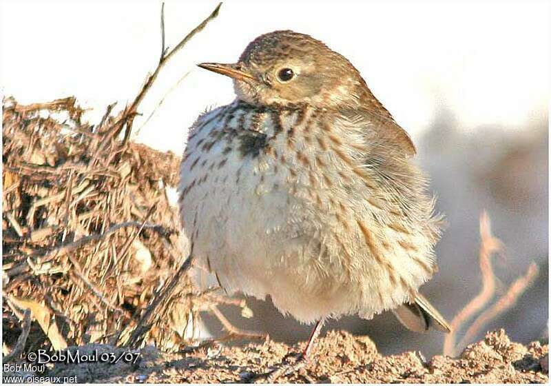 American Pipit, close-up portrait