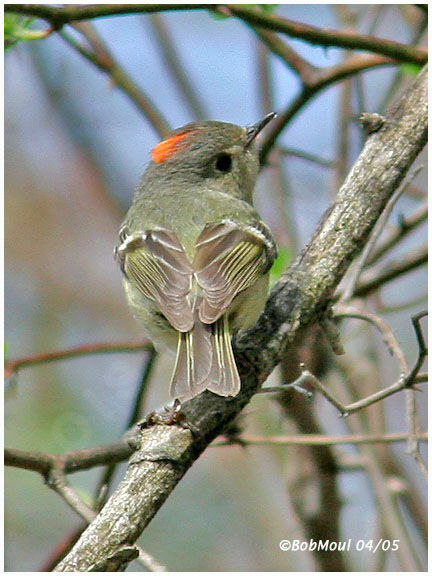 Roitelet à couronne rubis