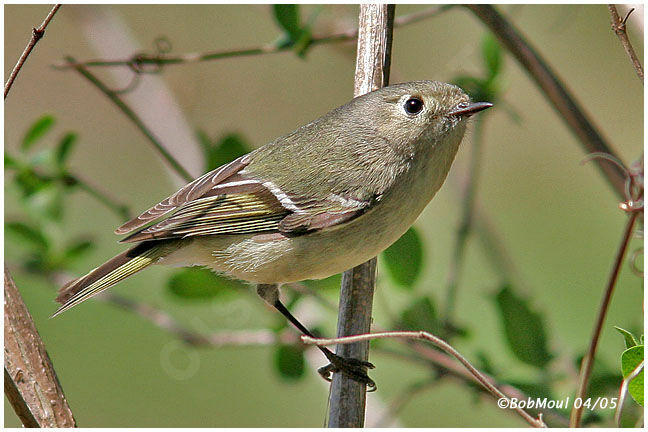 Roitelet à couronne rubis