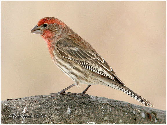 House Finch