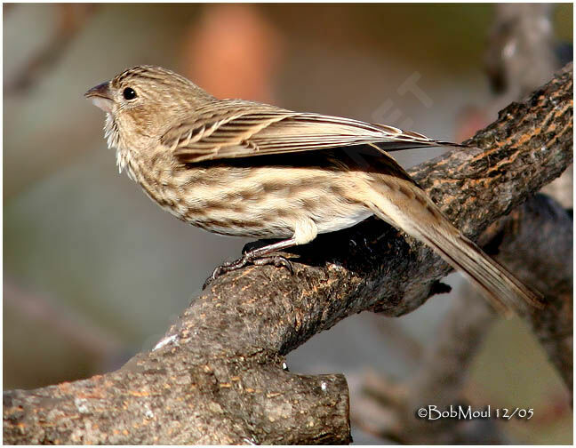 House Finch