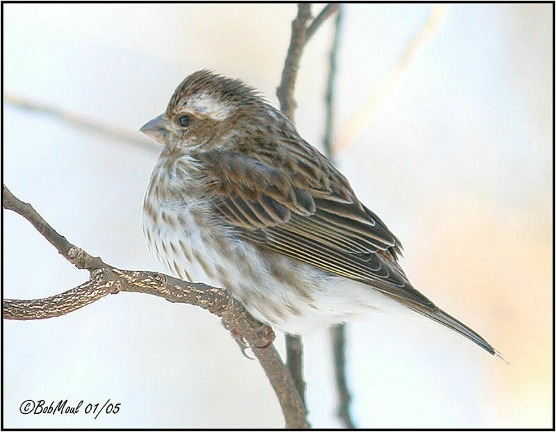 Purple Finch