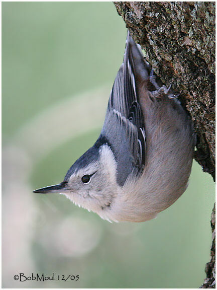 White-breasted Nuthatch