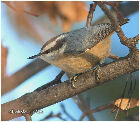 Red-breasted Nuthatch