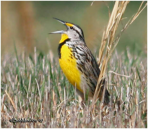 Eastern Meadowlark