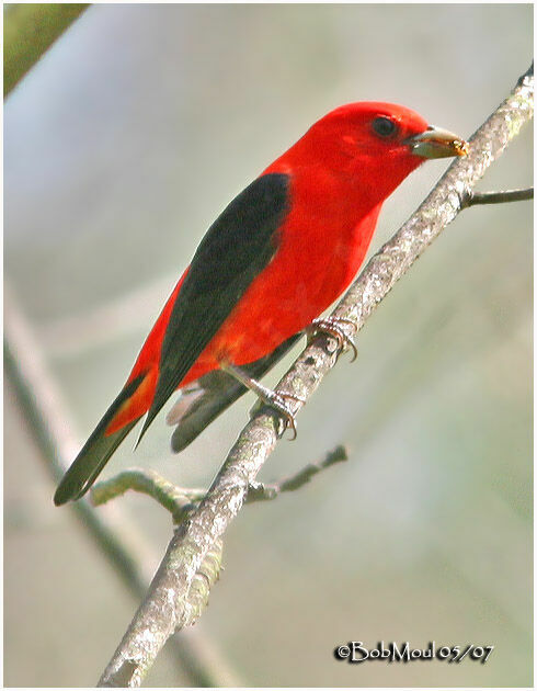 Scarlet Tanager male adult breeding