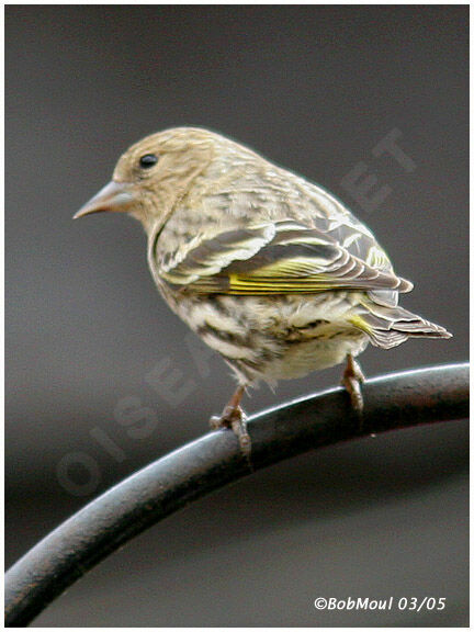 Pine Siskin