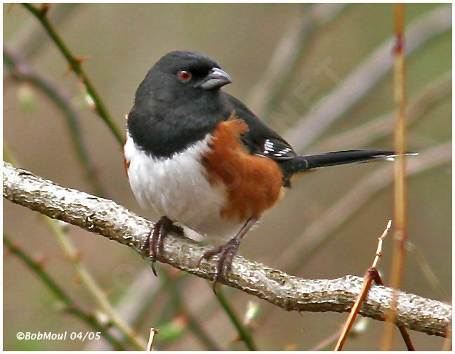 Eastern Towhee