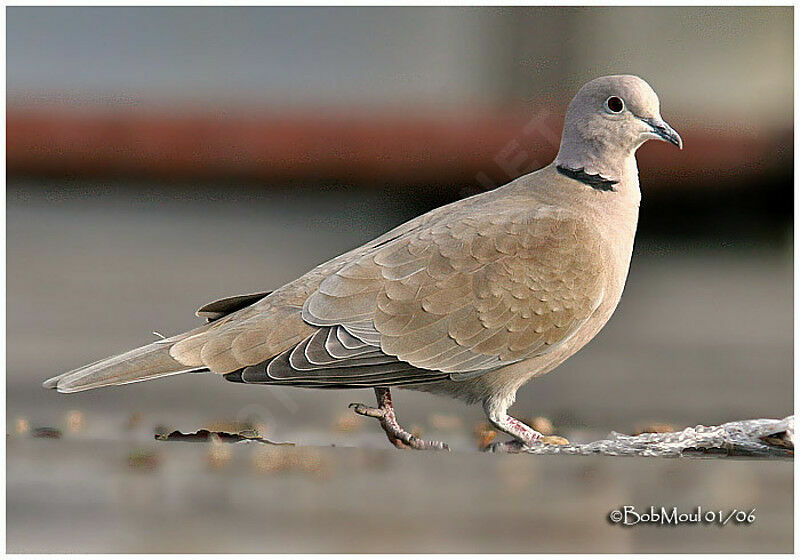 Eurasian Collared Dove