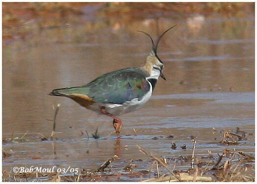 Northern Lapwing