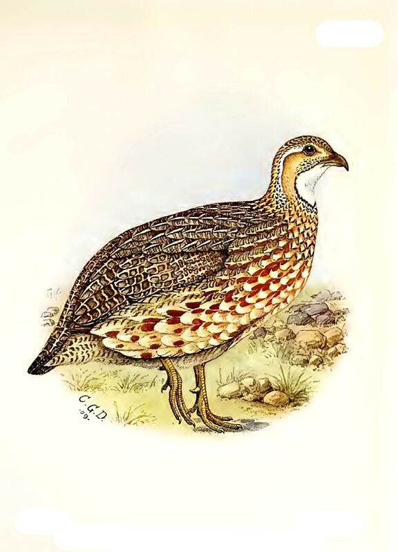 Francolin d'Archer