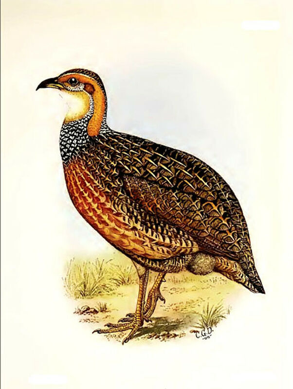 Francolin de Levaillant