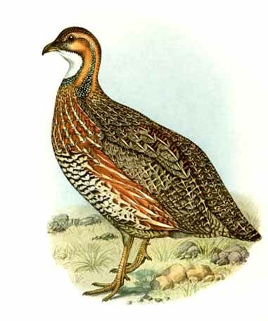 Francolin de Shelley