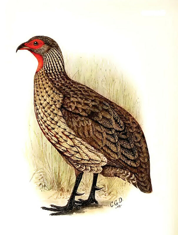 Francolin de Swainson