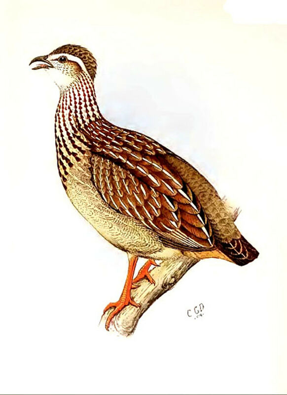 Crested Francolin