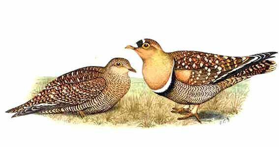 Double-banded Sandgrouse