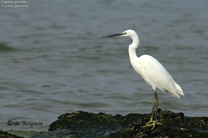 Aigrette garzette